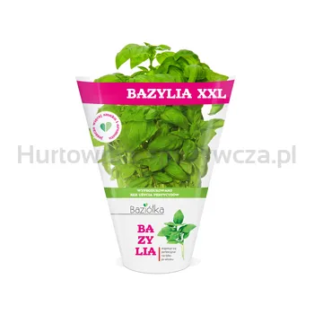 Bazylia Xxl Doniczka Polska 1Szt Baziółka