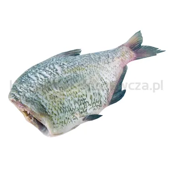Leszcz Tusza Ok. 0,8-2Kg