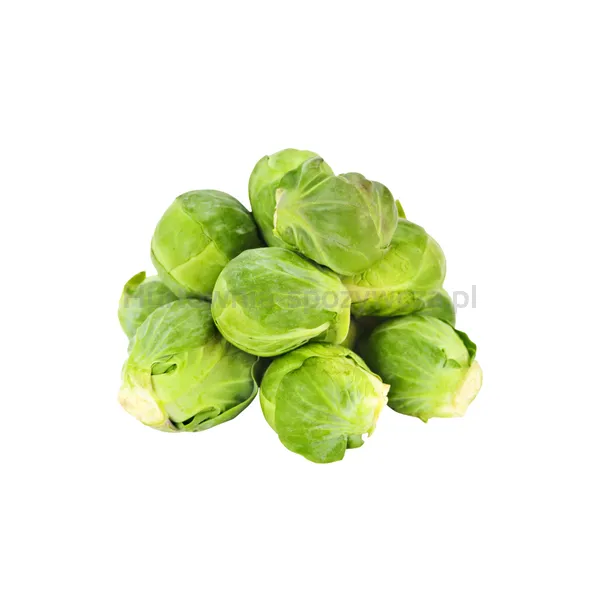 Brukselka kg