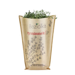 Baziółka Tymianek Doniczka (Szt.)
