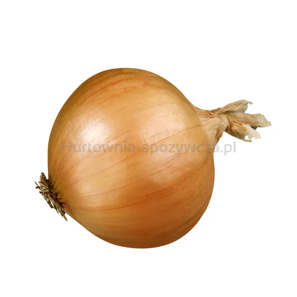 Cebula kg