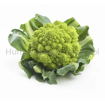 Kalafior Romanesco Włochy (Szt)