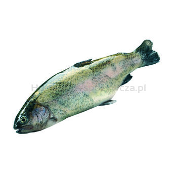 Pstrąg Tęczowy Patroszony 0,8-1,2Kg