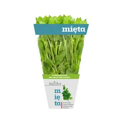 Baziółka Mięta Doniczka Polska (Szt)