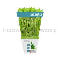 Baziółka Mięta Doniczka Polska (Szt)