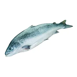 Łosoś PatroSzony 3-4Kg