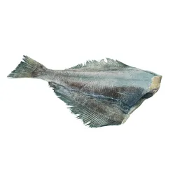 Halibut Tusza (1-2 Kg)