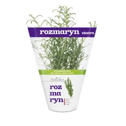 Baziółka Rozmaryn Doniczka Polska 1Szt 