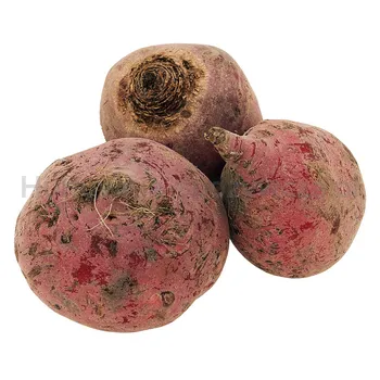 Burak Chioggia Holandia 5 Kg