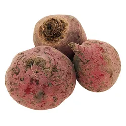 Burak Chioggia Holandia 5 Kg