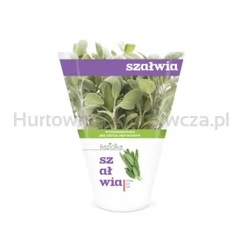 Baziółka Szałwia Doniczka Polska (Szt) 
