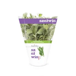 Szałwia Doniczka Polska (Szt) Baziółka