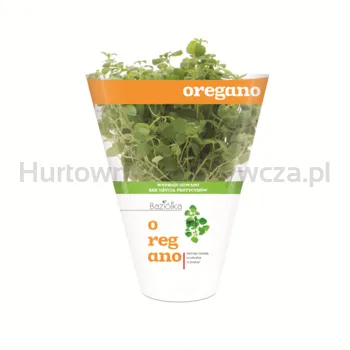 Oregano Doniczka Polska (Szt) Baziółka