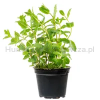 Baziółka Mięta Xxl Doniczka Polska (Szt)