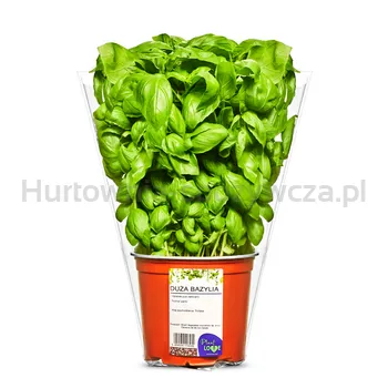 Bazylia Duża Doniczka Polska (Szt) Plant Love