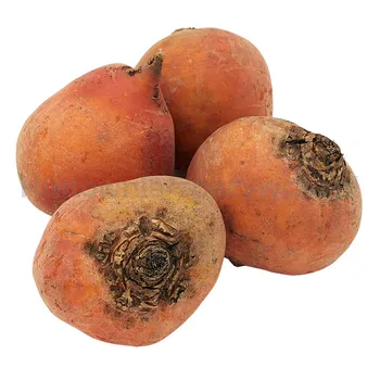 Burak Żółty Holandia kg