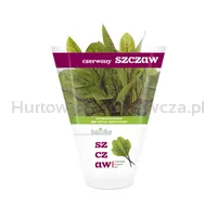 Szczaw Czerwony Doniczka Pl (Szt)