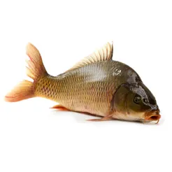 Karp PatroSzampony Około  (1-2Kg)