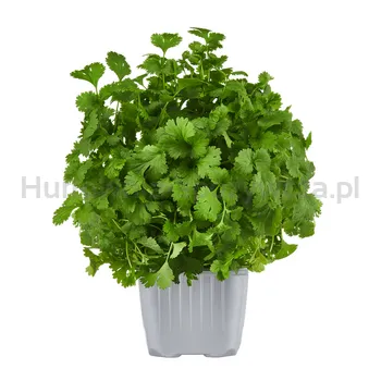 Kolendra Xl Doniczka Pl 1Szt