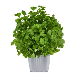 Kolendra Xl Doniczka Pl 1Szt