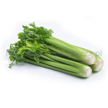 Seler Naciowy Hiszpania 1Szt