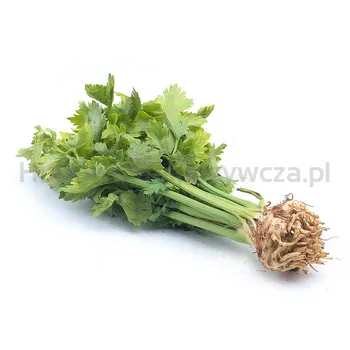Seler Z Nacią (Szt)