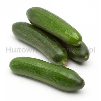 Ogórek Krótki Turcja 5Kg