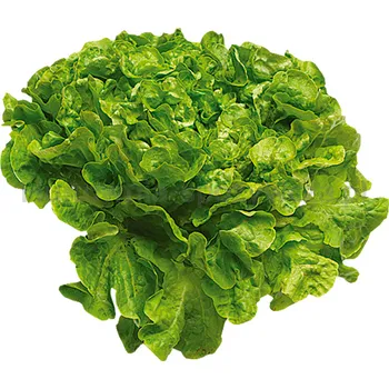 Sałata Dębowa Zielona Klasa I Włochy (Szt)