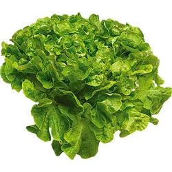 Sałata Dębowa Zielona Klasa I Włochy (Szt)