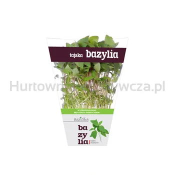 Baziółka Tajska Bazylia