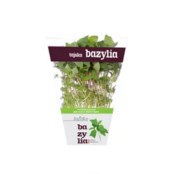 Baziółka Tajska Bazylia