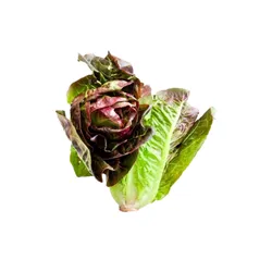 Sałata Rzymska Mini Czerwona Klasa I Hiszpania 2Szt