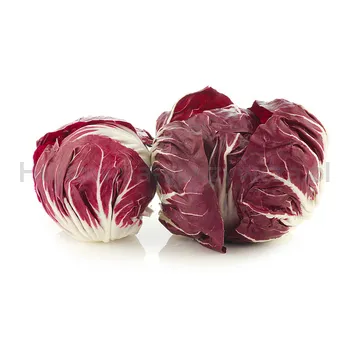 Cykoria Radicchio Włochy 1Szt