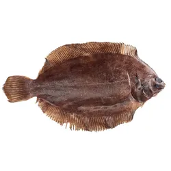 Złocica Odgardlona 300-1000G