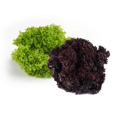 Sałata Lollo Mix Klasa I Włochy 4Szt