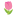 tulipan16